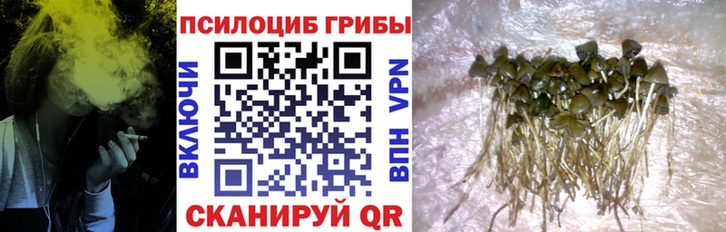 маркетплейс официальный сайт  Буй  kraken сайт  Псилоцибиновые грибы GOLDEN TEACHER  сколько стоит 